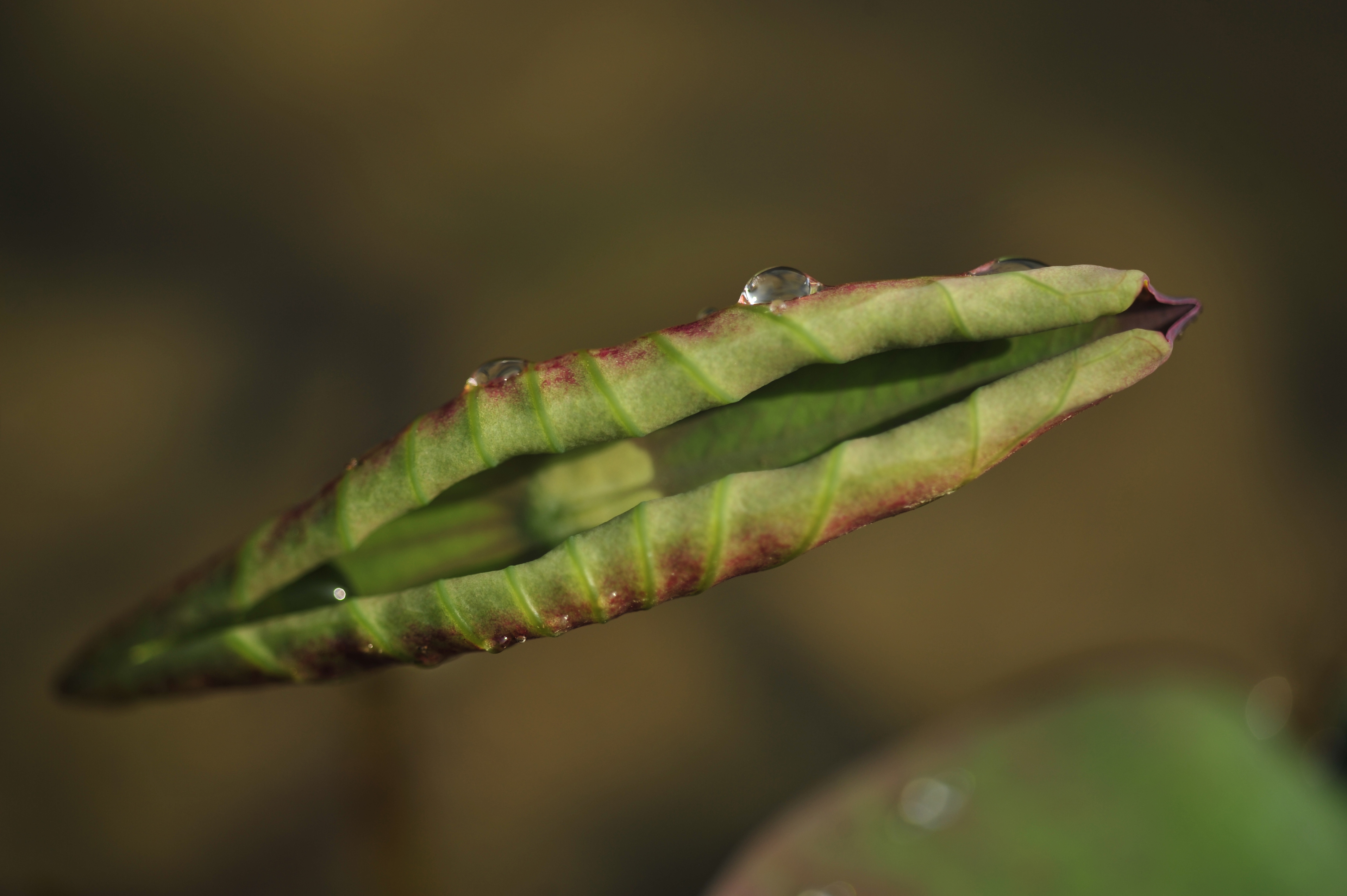 感怀立夏小荷露出尖尖角