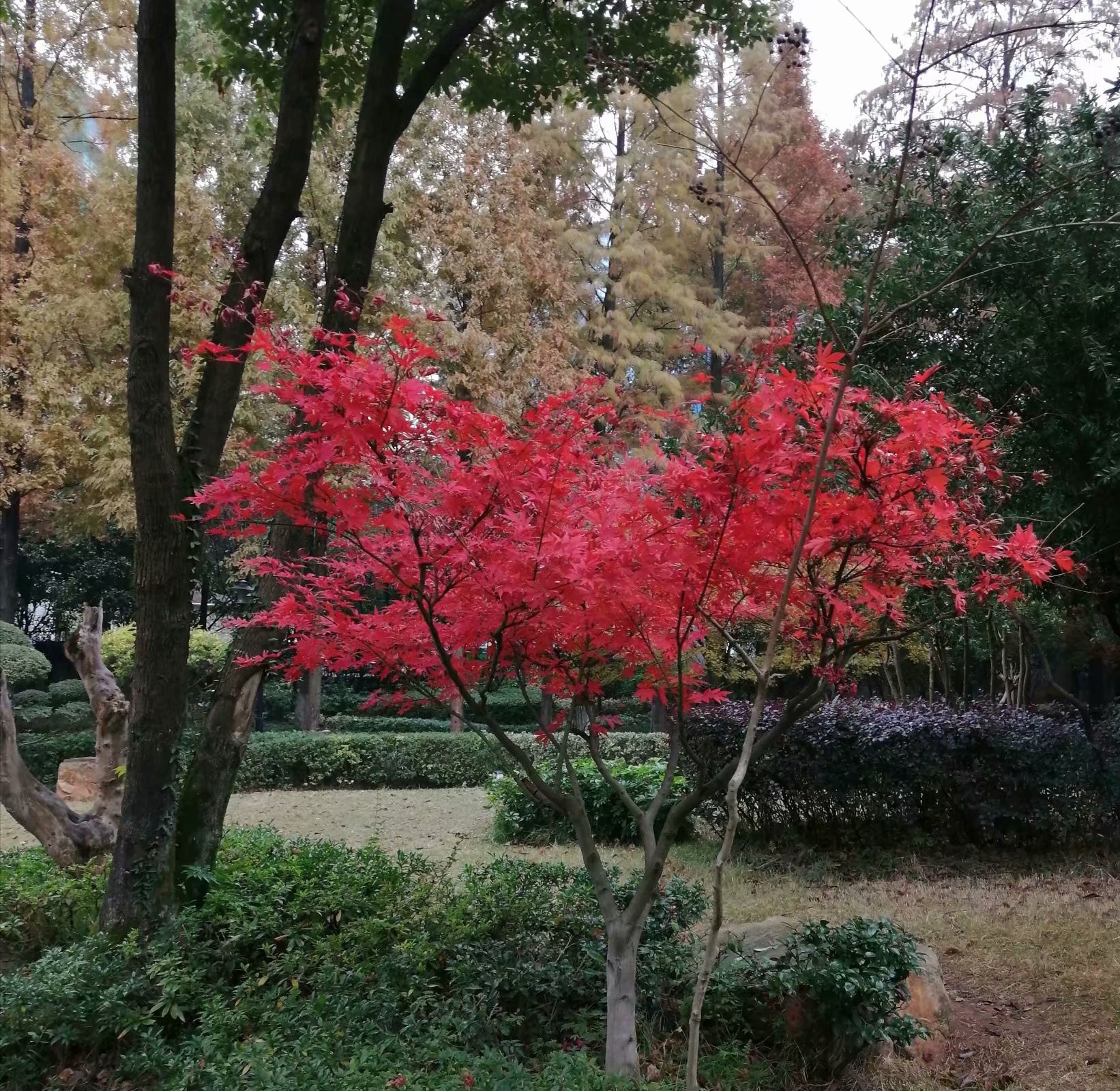 近为丹枫背景为银杏