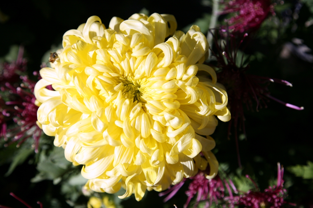 （菊花）不是花中偏爱菊，此花开尽更无花