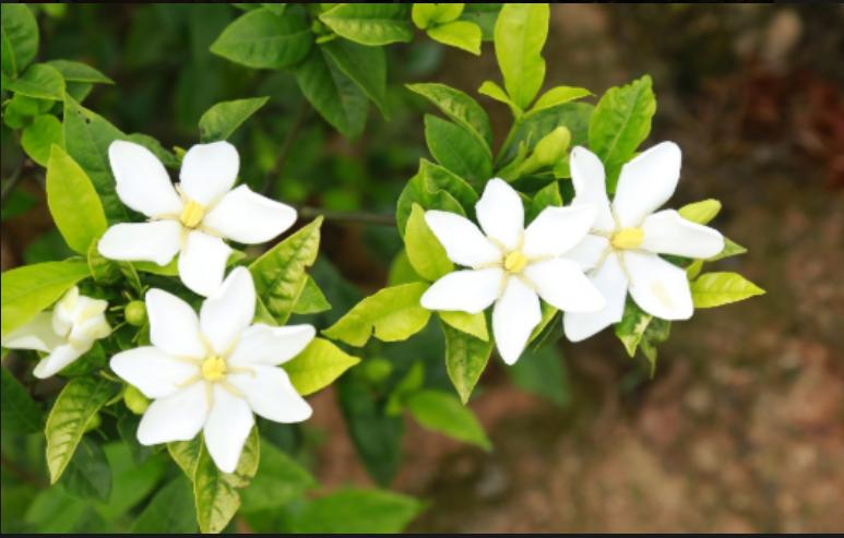 栀子花
