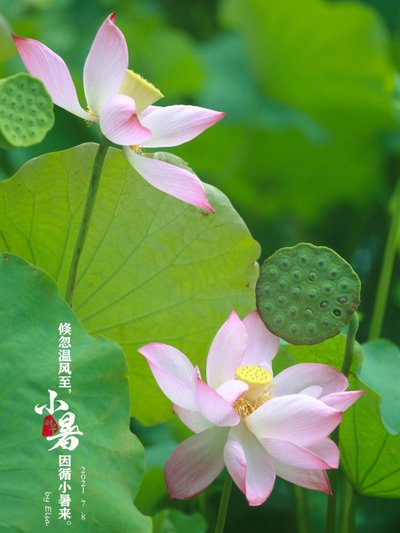 小暑8.jpg