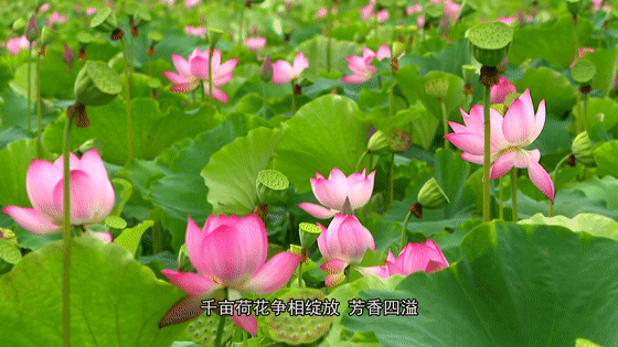9fb0962ea5e32ae44c4502816095ed2f.gif