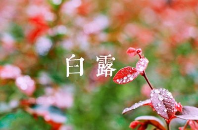 白露1.jpg