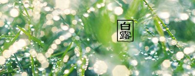 白露4.jpg