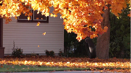 2020_1119_55c72644g00qk0qov005dd200cs0076g00cs0076.gif