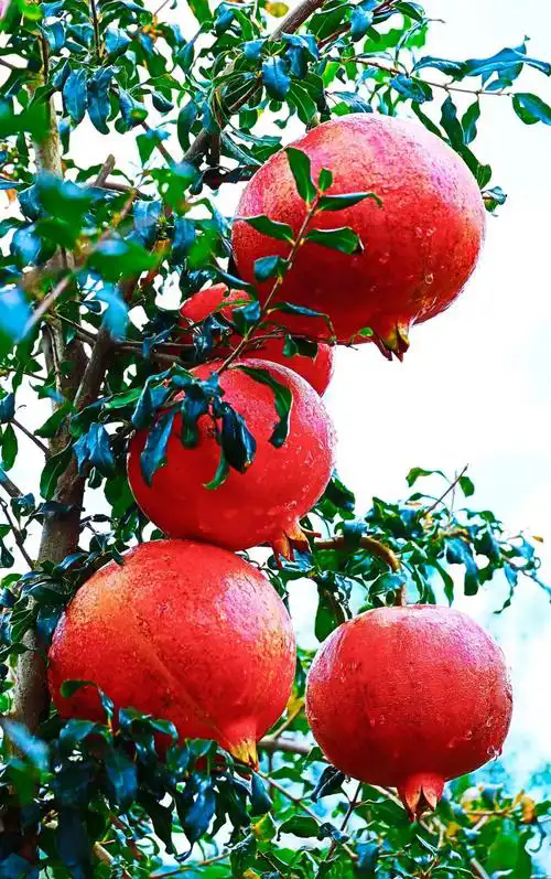 u=3958004182,2555553028