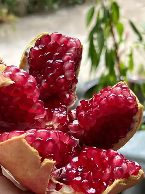 u=345960591,2211600249