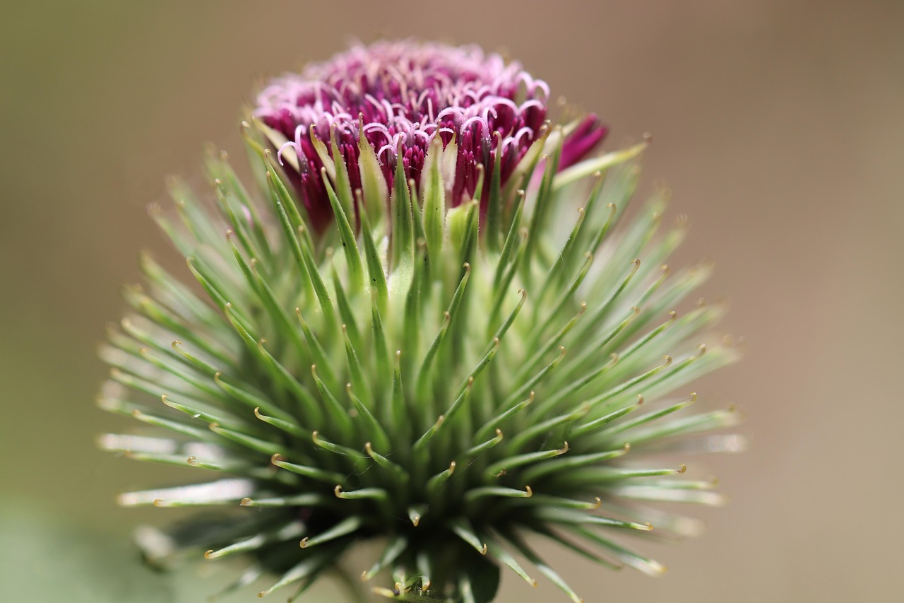burdock-6379361_1280.jpg