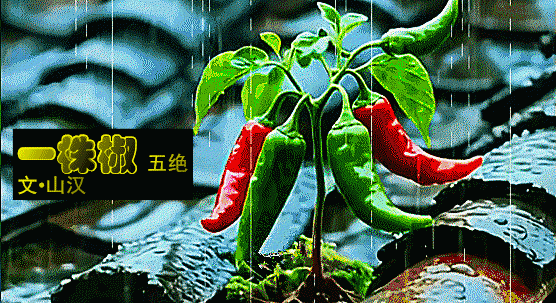 一株椒.gif