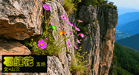 石缝花.gif