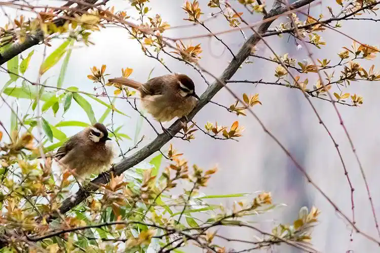 u=2380231513,1475095898