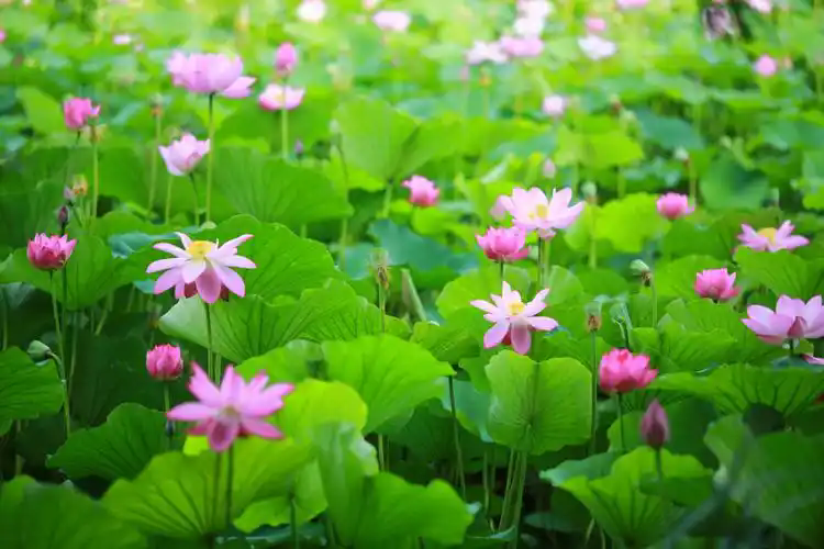 u=3918557600,651229398