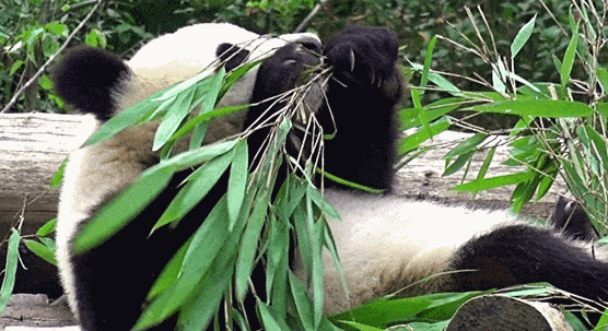大熊猫..gif