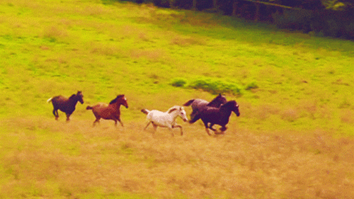 骏马.gif