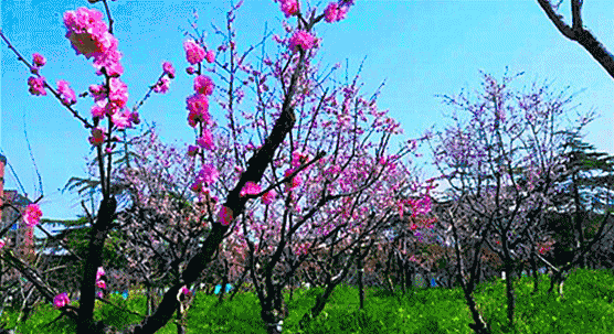 4.gif