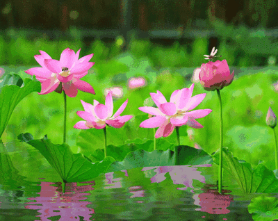 t016410c47d1a71f14c.gif