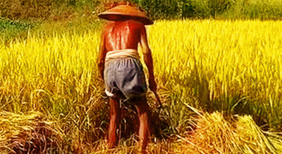 夏收.动图.gif