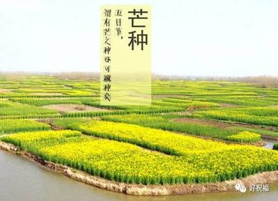芒种4.jpg