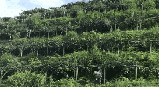 山农.gif