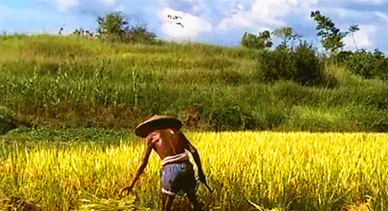 赤背动图.gif