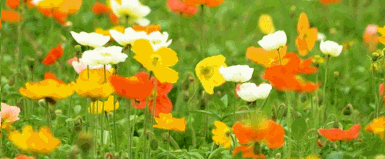 蜜蜂.gif