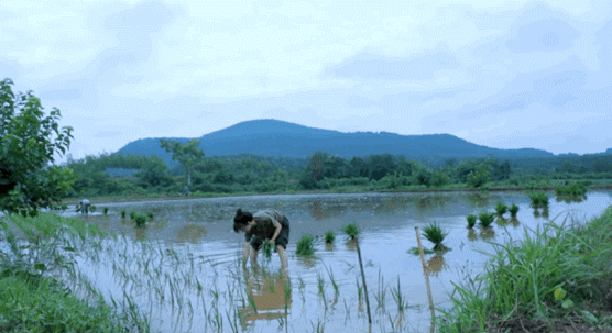 插秧..gif